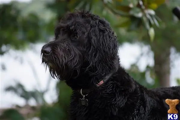 Goldendoodles stud dog