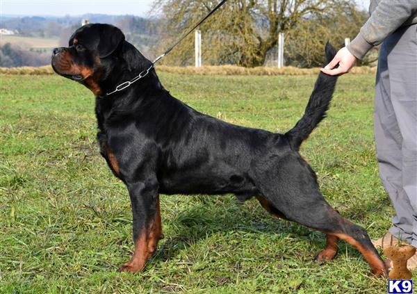 a rottweiler dog standing on its hind legs