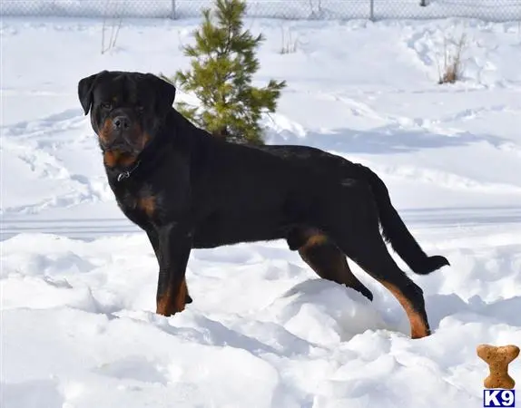 Rottweiler stud dog