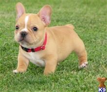 french bulldog puppy posted by belindakiara46