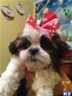 shih tzu puppy posted by bella0706