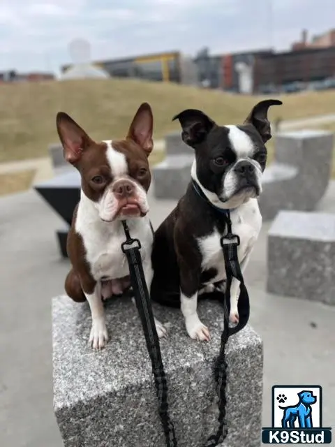 Boston Terrier