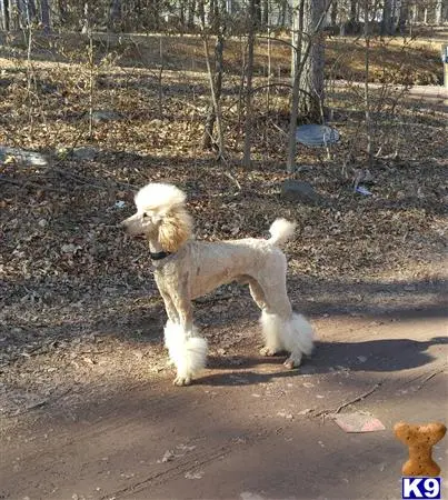 Poodle stud dog