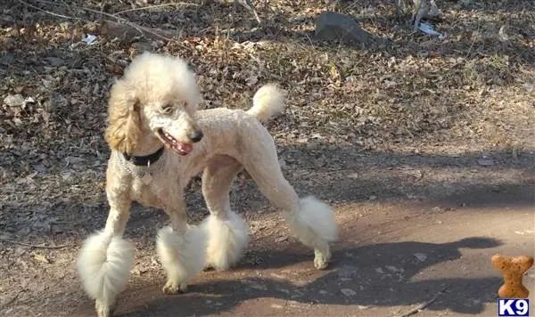 Poodle stud dog