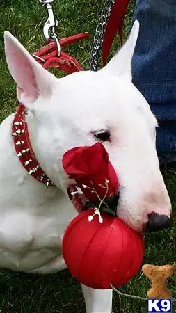 English Bull Terrier stud dog