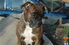Boxer