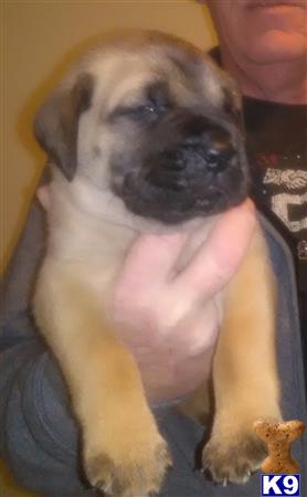 a person holding a mastiff dog