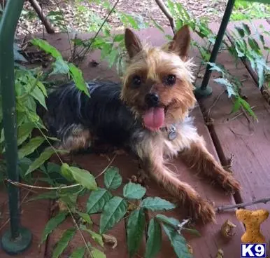 Yorkshire Terrier stud dog