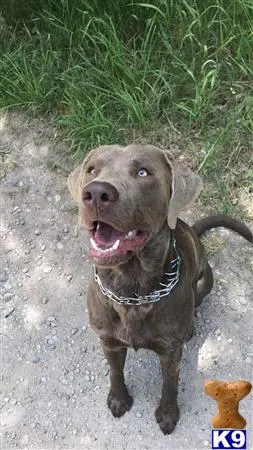 Labrador Retriever stud dog