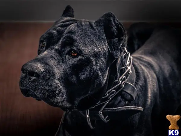 Cane Corso stud dog