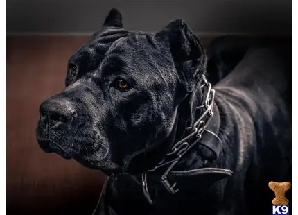 Cane Corso