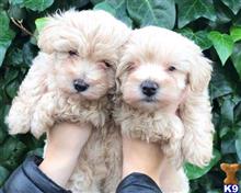 Cockapoos