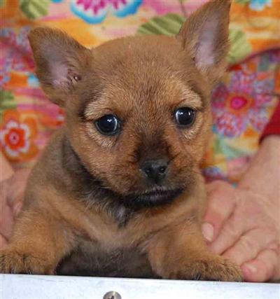 Norwich Terrier