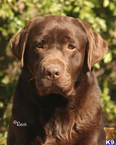 Labrador Retriever stud dog