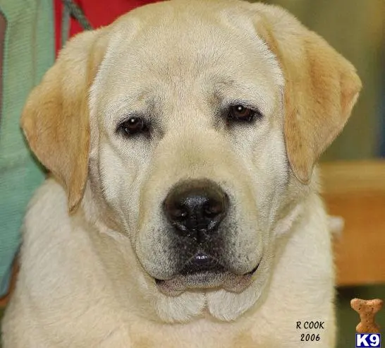 Labrador Retriever stud dog