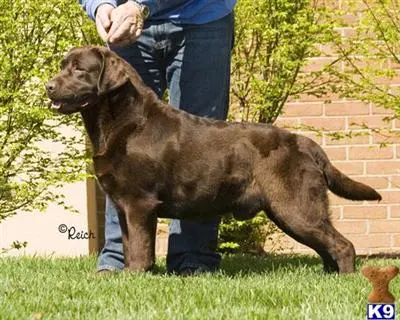 Labrador Retriever stud dog