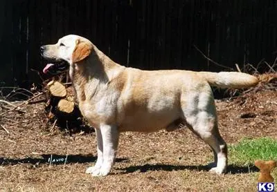 Labrador Retriever stud dog