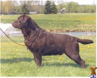 Labrador Retriever stud dog