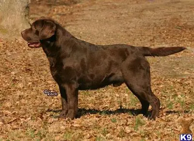 Labrador Retriever stud dog