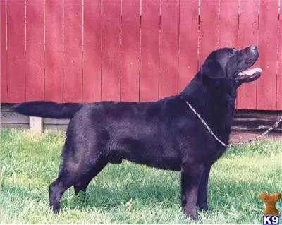 Labrador Retriever stud dog