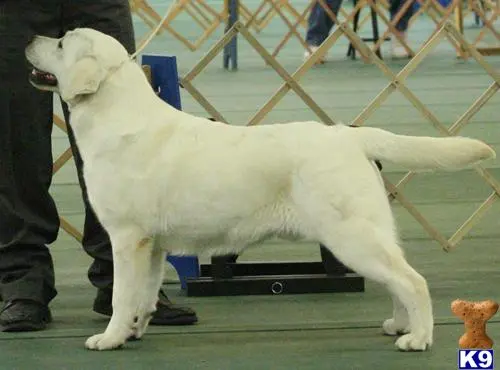 Labrador Retriever stud dog