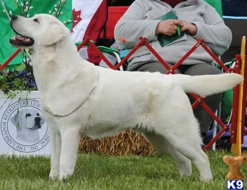 Labrador Retriever stud dog