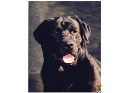 Labrador Retriever