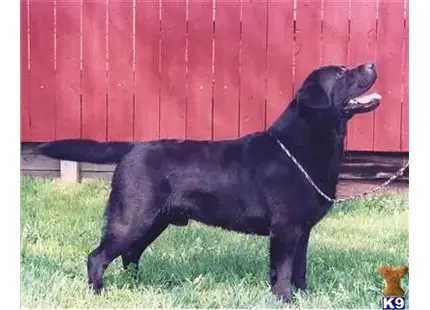 Labrador Retriever