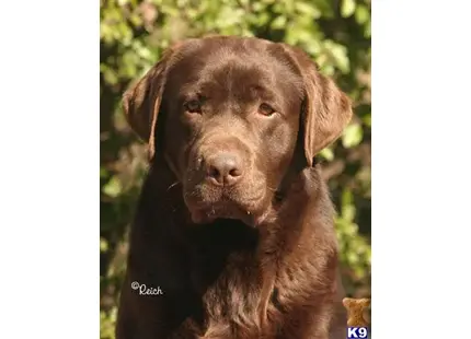 Labrador Retriever