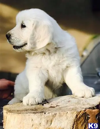 Golden Retriever stud dog