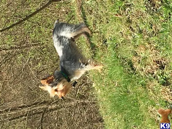 Yorkshire Terrier stud dog