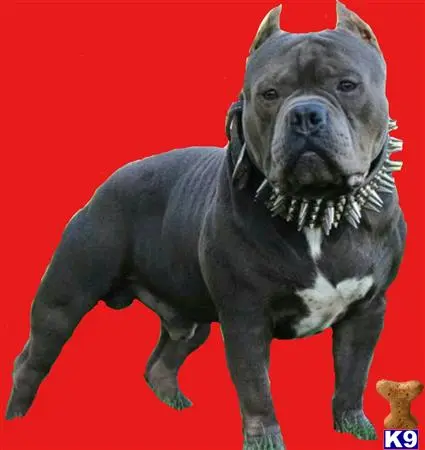 American Bully stud dog