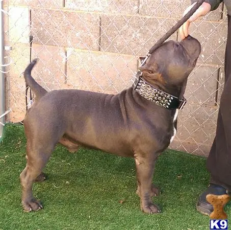 American Bully stud dog