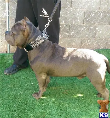 American Bully stud dog