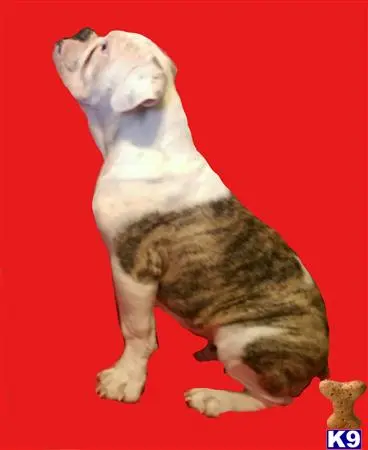 Old English Bulldog stud dog