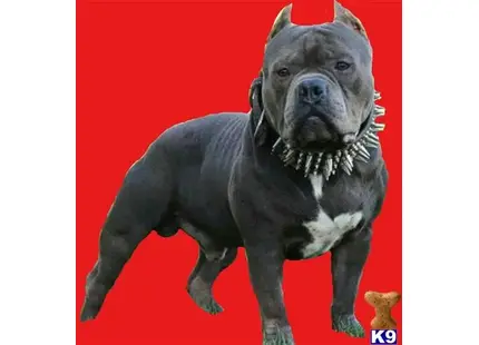 American Bully