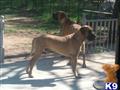 Great Dane stud dog: Two tan Great Danes standing outdoors, looking alert