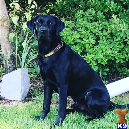 Labrador Retriever stud dog