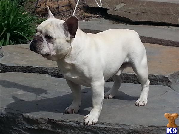 French Bulldog stud dog