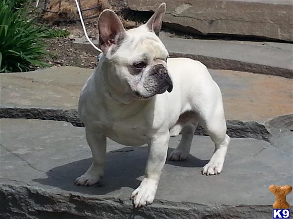 French Bulldog stud dog