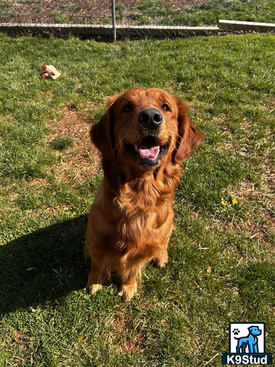 a golden retriever dog sitting in the grass