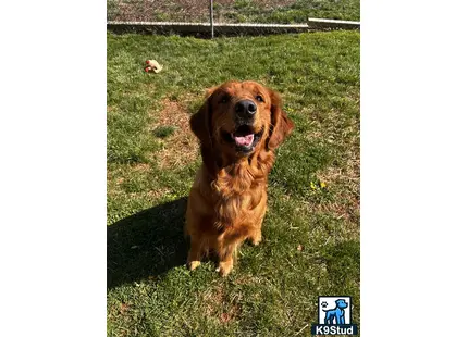 a golden retriever dog sitting in the grass