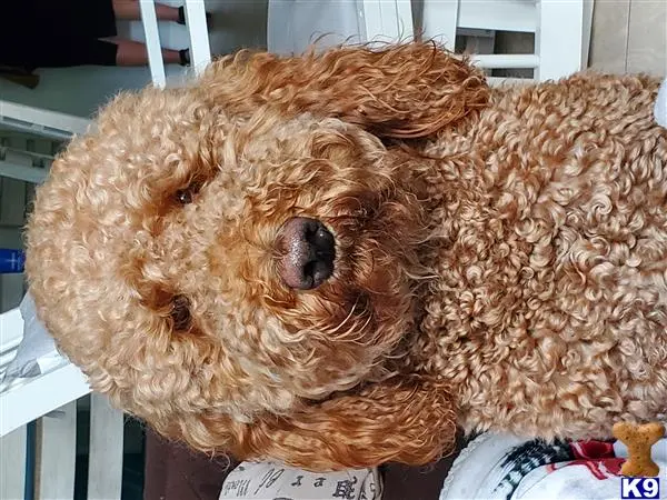 Goldendoodles