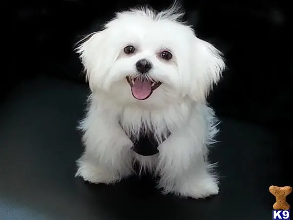 Maltese