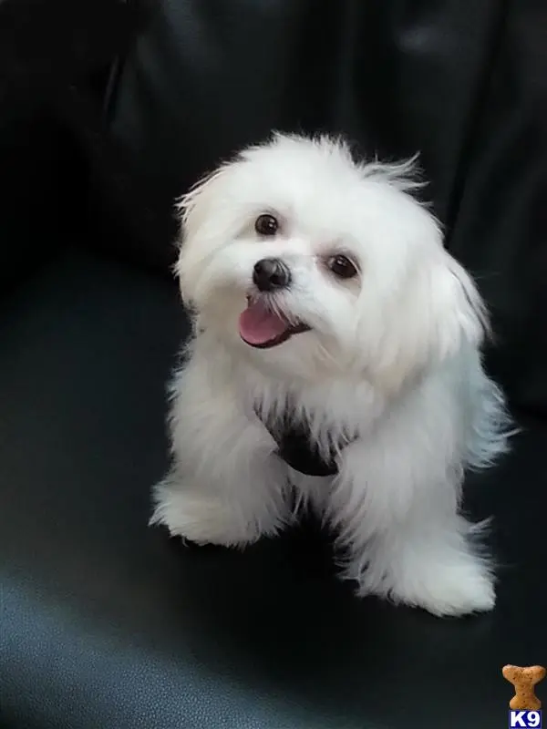 Maltese stud dog