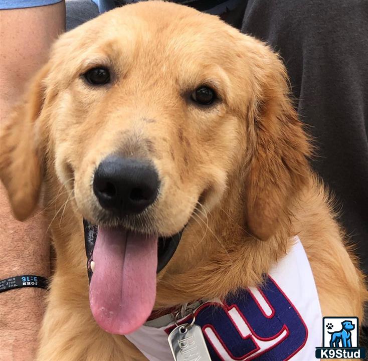 a golden retriever dog with its tongue out