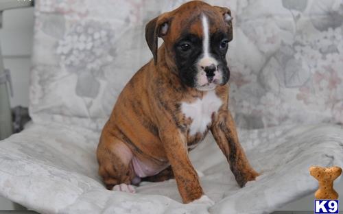 Boxer puppy for sale