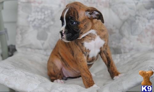 Boxer puppy for sale