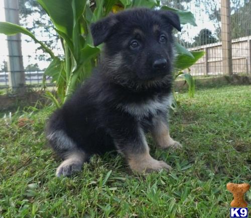 German Shepherd puppy for sale