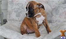 boxer puppy posted by bennymike694